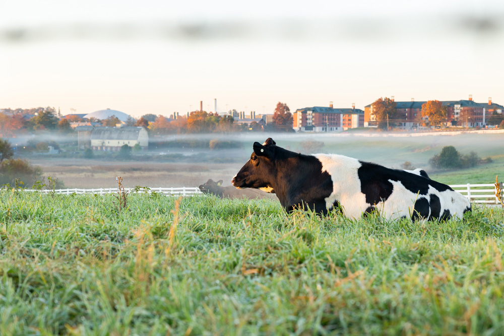 A black and white cow lying in a grassy field with misty autumn-colored trees and farm buildings in the background under a clear sky.