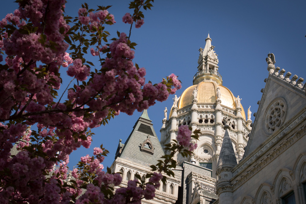 Connecticut State Capitol with gold dome, framed by pink blossoms and blue sky.